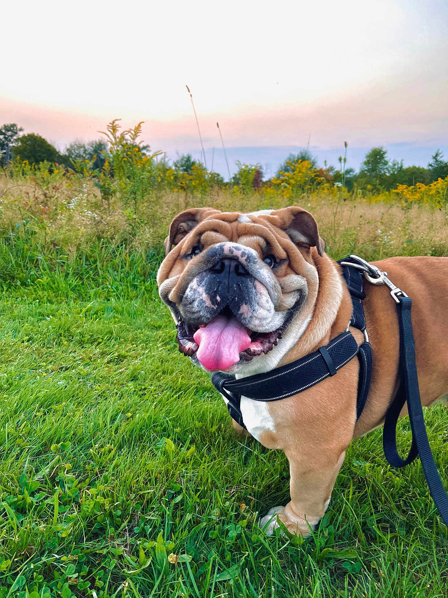 Mack is registered to the contest to win money with this photo: dog, english_bulldog, pet, animal, leash, harness, grass, field, wildflowers, outdoor, nature, sunset, sky, happy, tongue_out, smiling, closeup, mammal, canine, portrait
