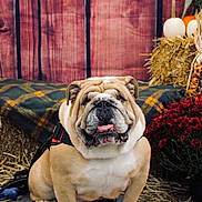 Mack joined the competition — help win amazing prizes! bulldog, dog, animal, pet, pumpkin, hay, fall, autumn, flower, plant, orange, brown, plaid, blanket, decor, festive, portrait, indoors, cute, sitting