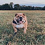 Mack joined the competition — help win amazing prizes! bulldog, dog, grass, field, outdoor, pet, animal, nature, tongue_out, canine, leash, happy, mammal, walking, summer, daytime, greenery, tree_line, sky, landscape