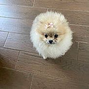 Vicky a rejoint le concours — aidez-le/la à gagner de superbes lots ! affenpinscher, animal, canine, chow, cockerspaniel, dog, eskimodog, hardwood, indoors, interiordesign, papillon, pet, poodle, puppy, slate, terrier, tile, whitedog, wood