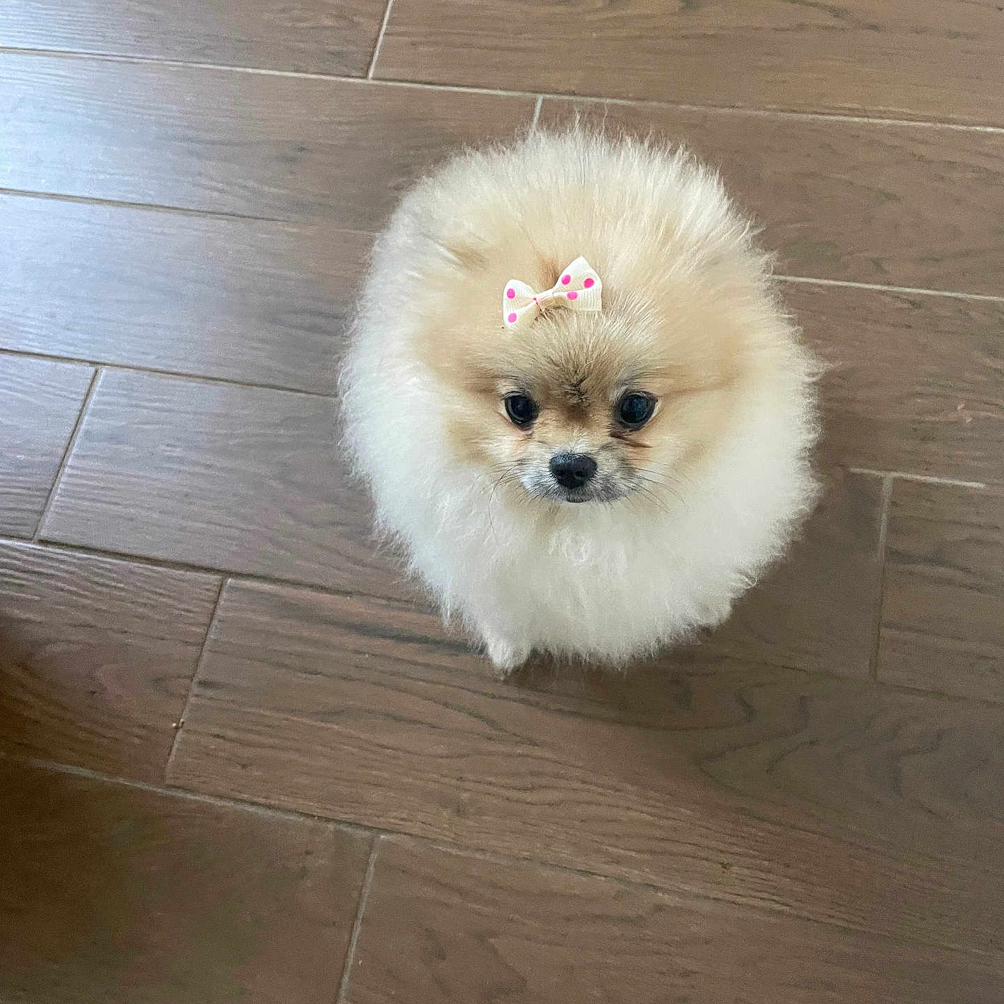 Vicky a rejoint le concours — aidez-le/la à gagner de superbes lots ! affenpinscher, animal, canine, chow, cockerspaniel, dog, eskimodog, hardwood, indoors, interiordesign, papillon, pet, poodle, puppy, slate, terrier, tile, whitedog, wood