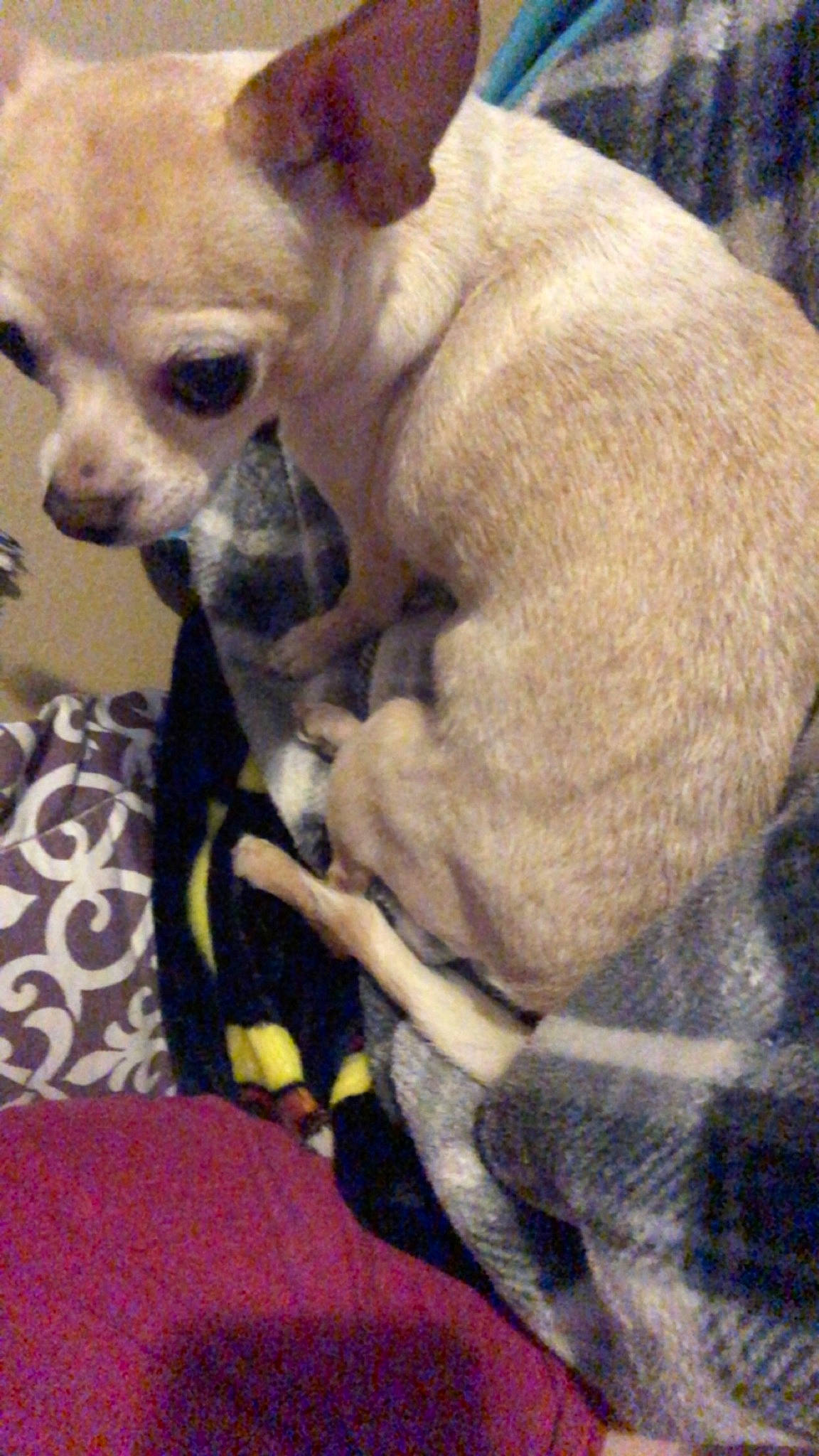 Sadie is registered to the contest to win money with this photo: canidae, carnivore, chihuahua, comfort, companion_dog, dog, dog_breed, dog_supply, ear, fawn, fur, non_sporting_group, snout, terrestrial_animal, toy_dog, whiskers, working_animal