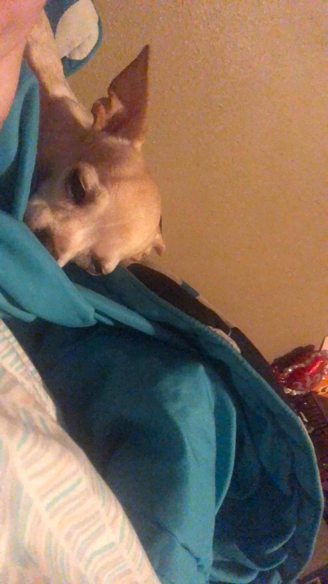 Sadie joined the competition — help win amazing prizes! canidae, carnivore, comfort, companion_dog, corgi_chihuahua, dog, dog_breed, ear, fawn, fur, linens, nap, non_sporting_group, sleep, snout, sporting_group, tail, toy_dog, whiskers, working_animal