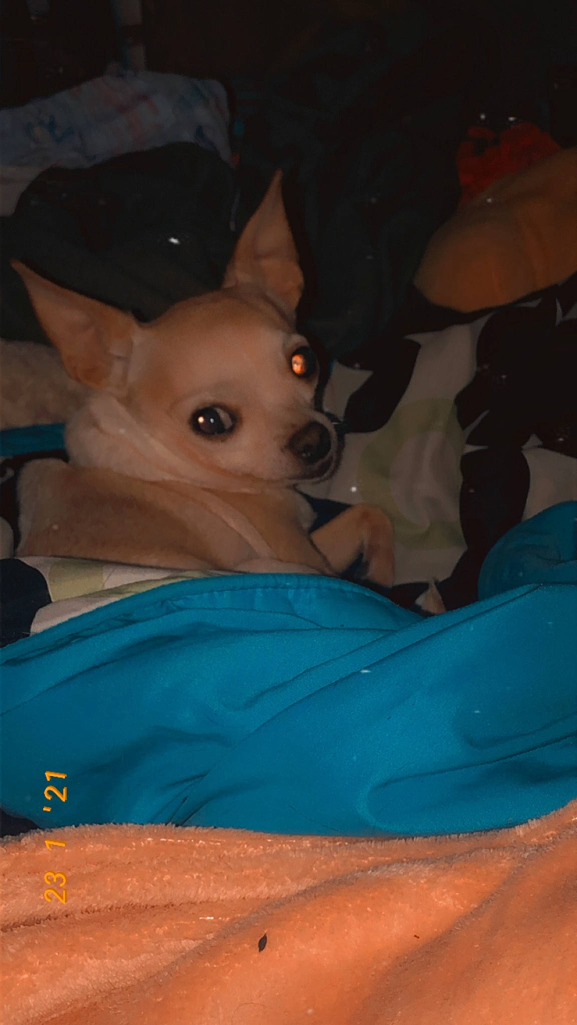 Sadie joined the competition — help win amazing prizes! child, comfort, companion_dog, dog_breed, ear, electric_blue, fawn, felidae, fun, fur, games, human_body, room, sitting, toy_dog, whiskers