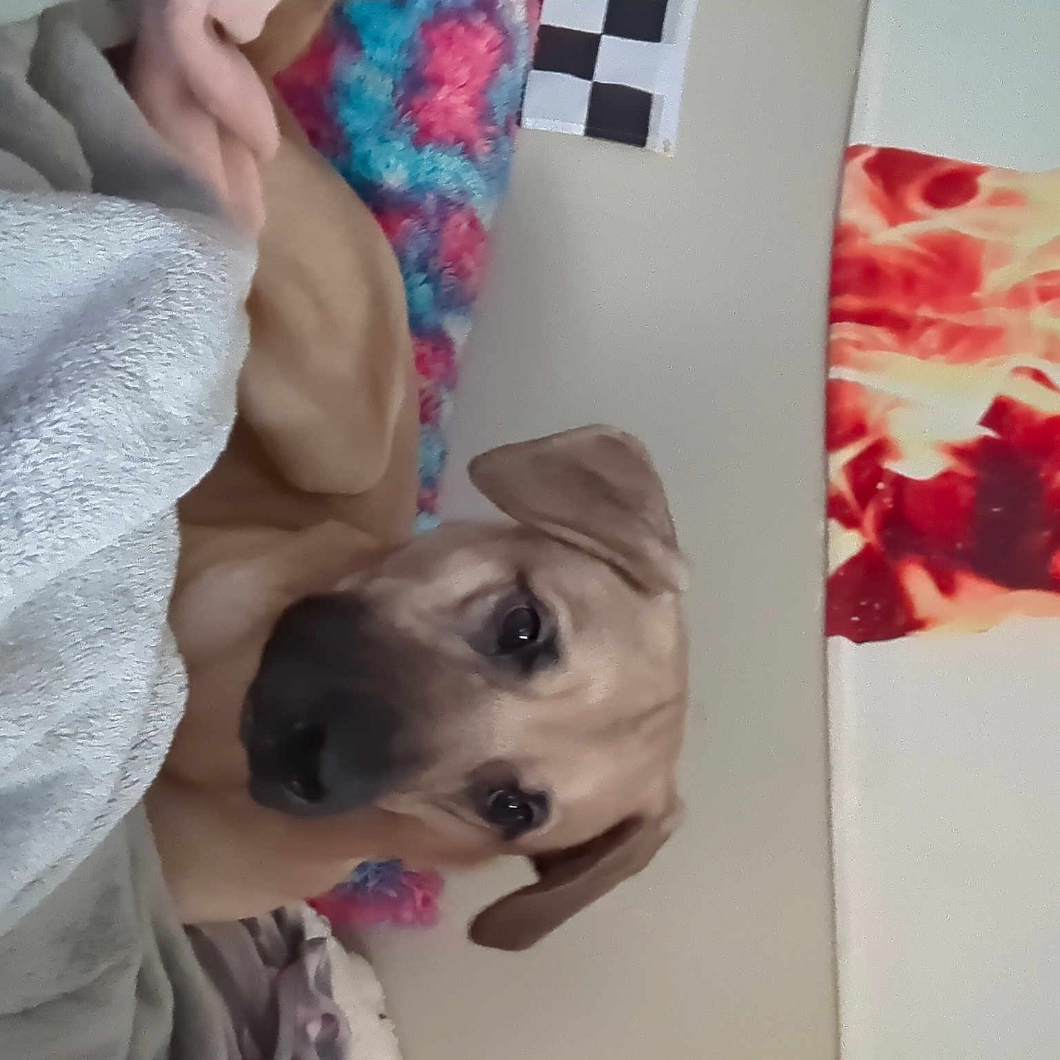 Diesel joined the competition — help win amazing prizes! art, canidae, carmine, carnivore, companion_dog, dog, dog_breed, fashion_accessory, fawn, fur, linens, pattern, petal, pink, plant, rose, selfie, snout, sporting_group, working_animal