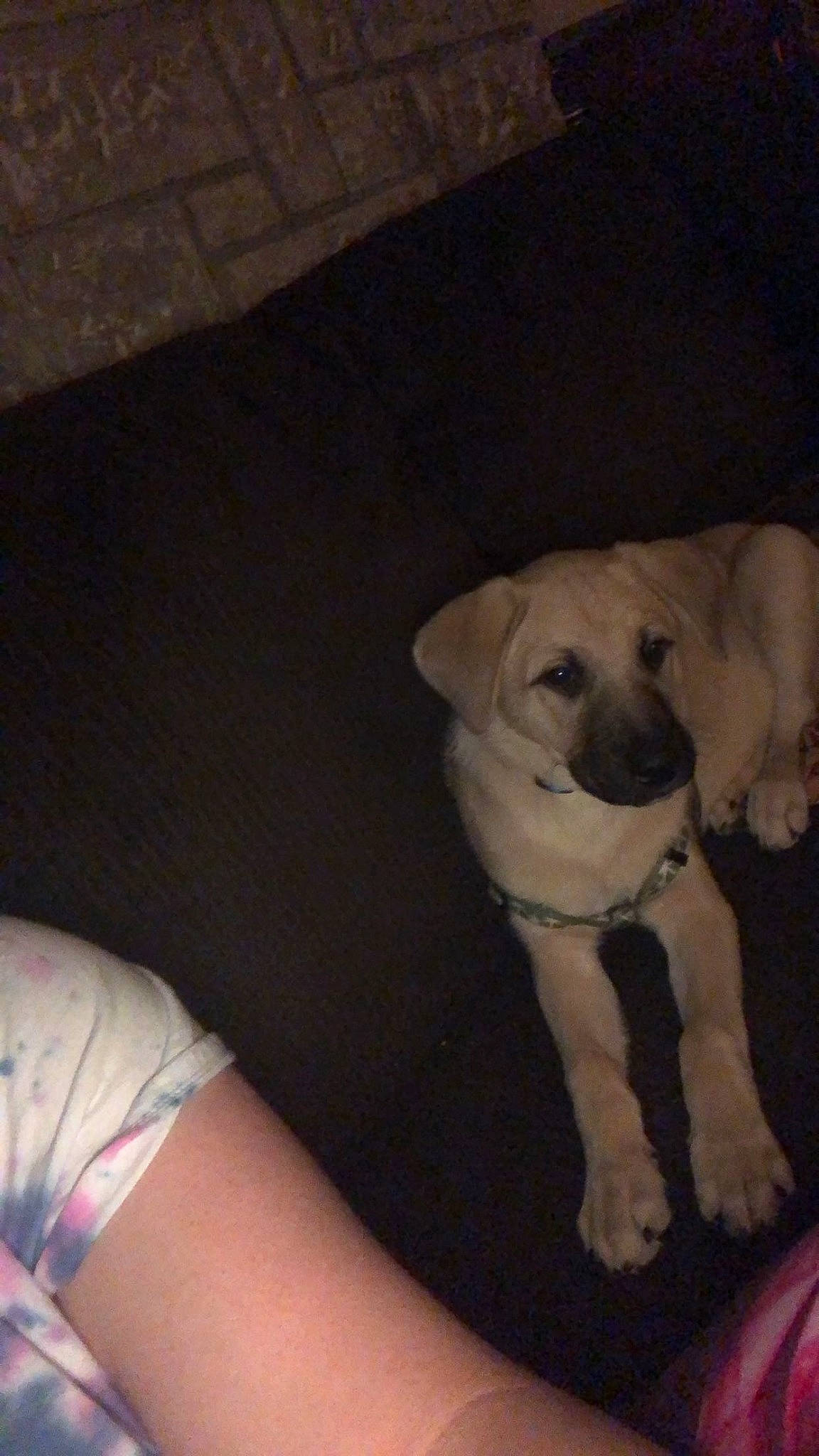 Diesel is registered to the contest to win money with this photo: canidae, carnivore, chair, chest, comfort, companion_dog, couch, dog, dog_breed, dog_collar, elbow, fawn, fur, human_leg, sitting, sporting_group, thigh, toy_dog, whiskers, working_animal