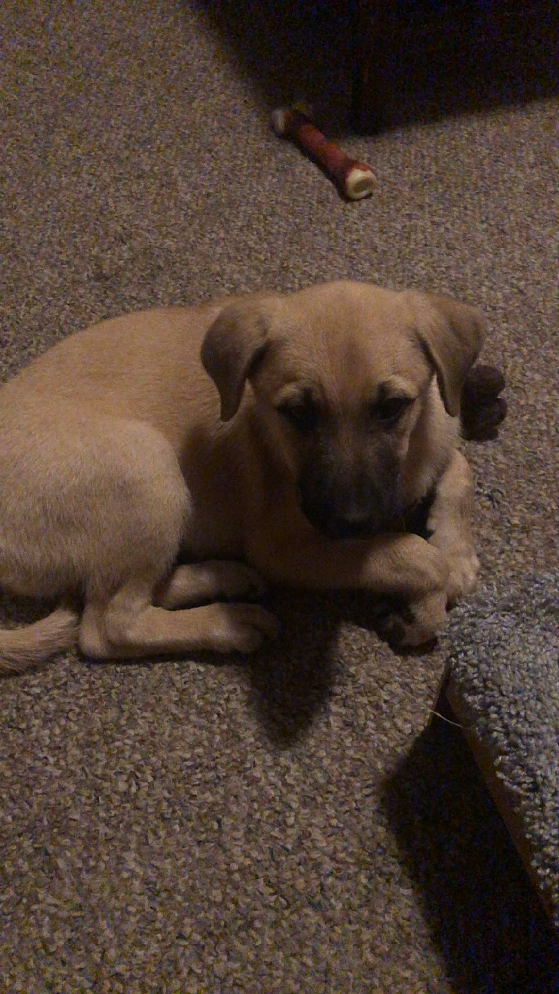 Diesel is registered to the contest to win money with this photo: canidae, carnivore, comfort, companion_dog, dog, dog_breed, fawn, flooring, non_sporting_group, paw, pet_supply, snout, sporting_group, tail, toy_dog, working_animal, wrinkle