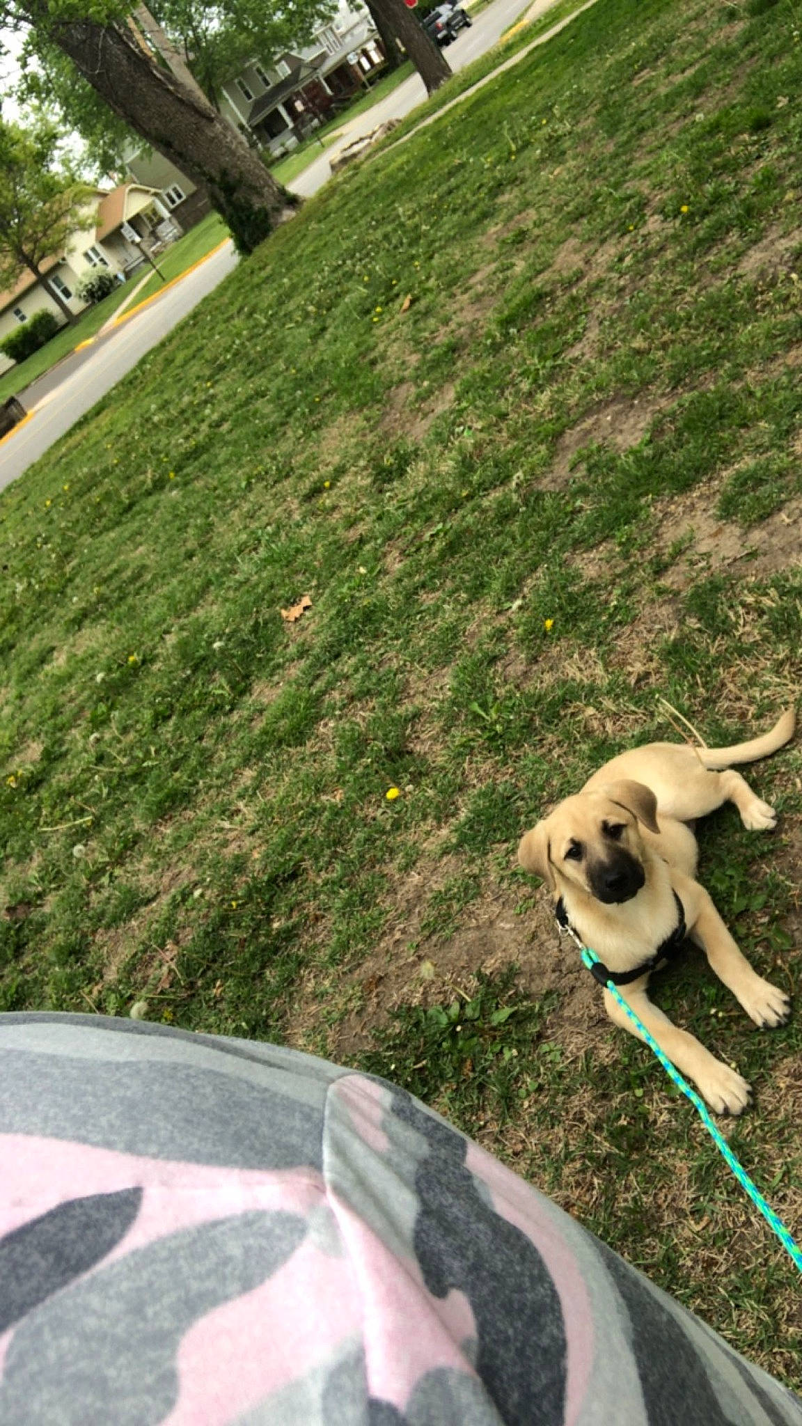 Diesel joined the competition — help win amazing prizes! carnivore, companion_dog, dog, dog_breed, dog_collar, eyewear, fawn, grass, grass_family, green, lawn, leash, leisure, plant, snout, sunglasses, tail, toy_dog, tree, working_animal