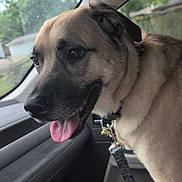 Diesel is registered to the contest to win money with this photo: dog, canine, pet, inside_car, car_seat, leash, collar, tongue_out, happy, portrait, window, suburban, rainy, animal, mammal, closeup, furry, tan_coat, black_muzzle, domestic_animal
