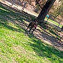 dog, outdoor, grass, tree, fence, sunlight, pet, canine, playful, collar, park, nature, animal, shade, tongue, ears, ground, daylight, happy, standing