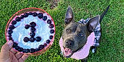 Hennessey joined the competition — help win amazing prizes! dog, grass, blueberry, cake, hand, pink_sweater, plaid_skirt, celebration, outdoor, pet, animal, smiling, happy, tail, ears, mouth_open, tongue, food, number_one, birthday