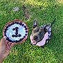 dog, grass, blueberry, cake, hand, pink_sweater, plaid_skirt, celebration, outdoor, pet, animal, smiling, happy, tail, ears, mouth_open, tongue, food, number_one, birthday