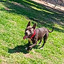 dog, canine, pet, grass, outdoor, sunlight, playful, collar, tongue_out, ears_up, fence, park, animal, mammal, happy, walking, nature, daytime, shadow, greenery