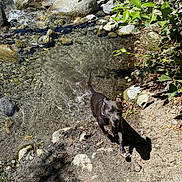 Hennessey joined the competition — help win amazing prizes! dog, water, stream, rocks, nature, outdoor, sunlight, shadow, green_leaves, dirt_path, animal, pet, playful, wet, forest, summer, daylight, mammal, canine, recreation
