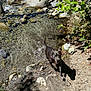 dog, water, stream, rocks, nature, outdoor, sunlight, shadow, green_leaves, dirt_path, animal, pet, playful, wet, forest, summer, daylight, mammal, canine, recreation