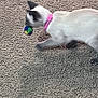 Pearl is registered to the contest to win money with this photo: active, animal, ball, carpet, cat, claws, collar, cute, domestic_animal, feline, fur, indoor, motion_blur, pet, pink_collar, playing, small_pet, toy, whiskers, white_cat