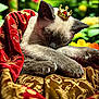 Pearl is registered to the contest to win money with this photo: animal, blanket, cat, cozy, crown, cute, decorative, domestic, flower, fur, garden, gold, mammal, nature, pet, portrait, red, relaxation, resting, sleeping