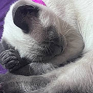 Pearl joined the competition — help win amazing prizes! animal, cat, close_up, collar, cozy, cute, domestic_cat, fur, indoor, mammal, paw, peaceful, pet, pink_collar, purple_blanket, resting, siamese_cat, sleeping, soft_texture, whiskers
