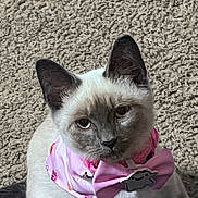 Pearl is registered to the contest to win money with this photo: adorable, animal, bow_tie, carpet, cat, close_up, cute, domestic_animal, ears, eyes, fashion, feline, fur, indoor, pet, pink_bandana, portrait, siamese_cat, sitting, whiskers