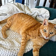 Gati Princess joined the competition — help win amazing prizes! animal, blanket, cat, couch, cozy, ears, feline, fluffy_blanket, ginger_cat, green_eyes, home, indoors, lying_down, orange_fur, paws, pet, portrait, relaxed, tail, whiskers