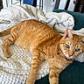 animal, blanket, cat, couch, cozy, ears, feline, fluffy_blanket, ginger_cat, green_eyes, home, indoors, lying_down, orange_fur, paws, pet, portrait, relaxed, tail, whiskers