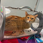 Gati Princess joined the competition — help win amazing prizes! animal, cat, curious, domestic_pet, eyes, feline, fur, handle, indoor, mat, mesh, orange_cat, pet_carrier, red_bin, resting, table, transparent_carrier, veterinary_clinic, whiskers, zipper