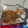 animal, cat, curious, domestic_pet, eyes, feline, fur, handle, indoor, mat, mesh, orange_cat, pet_carrier, red_bin, resting, table, transparent_carrier, veterinary_clinic, whiskers, zipper