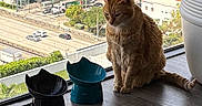 Gati Princess is registered to the contest to win money with this photo: animal, cat, cat_bowls, city_view, curious, daylight, domestic, feline, floor, ginger_cat, houseplant_pot, indoor, orange_cat, pets, quiet, sitting, still_life, urban, window, wooden_floor