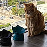 animal, cat, cat_bowls, city_view, curious, daylight, domestic, feline, floor, ginger_cat, houseplant_pot, indoor, orange_cat, pets, quiet, sitting, still_life, urban, window, wooden_floor