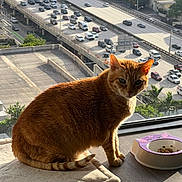 Gati joined the competition — help win amazing prizes! animal, cat, city_view, cozy, daylight, feline, floor, food_bowl, ginger_cat, highway, indoor, mat, pet, resting, shadow, sunlight, traffic, urban, vehicle, window