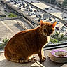 animal, cat, city_view, cozy, daylight, feline, floor, food_bowl, ginger_cat, highway, indoor, mat, pet, resting, shadow, sunlight, traffic, urban, vehicle, window