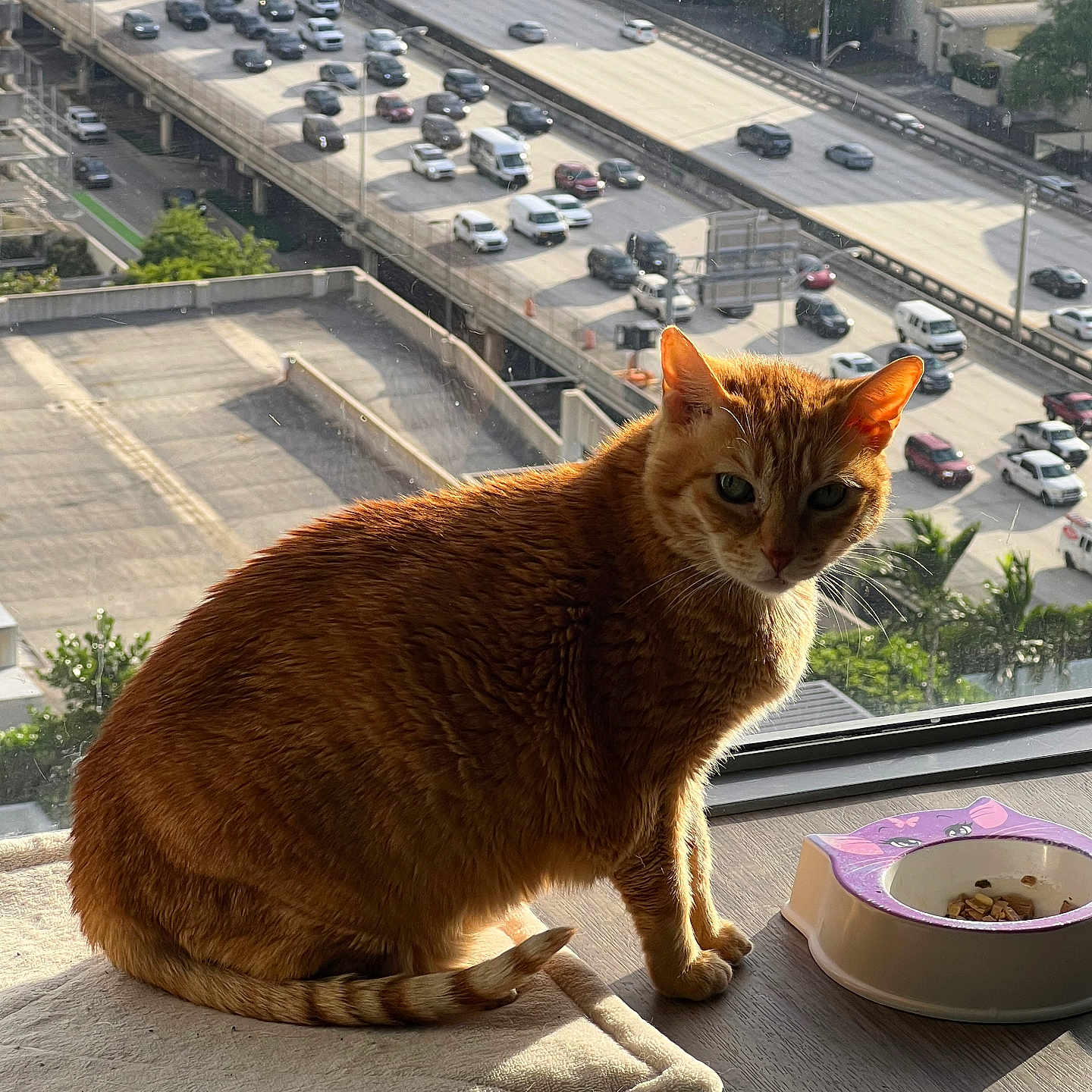 Gati joined the competition — help win amazing prizes! animal, cat, city_view, cozy, daylight, feline, floor, food_bowl, ginger_cat, highway, indoor, mat, pet, resting, shadow, sunlight, traffic, urban, vehicle, window