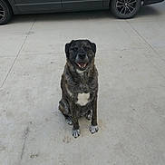 Oscar joined the competition — help win amazing prizes! dog, brindle, pet, sitting, concrete, driveway, car, vehicle, outdoor, animal, canine, happy, smiling, fur, paws, tail, ears, muzzle, white_patch, background