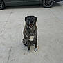 dog, brindle, pet, sitting, concrete, driveway, car, vehicle, outdoor, animal, canine, happy, smiling, fur, paws, tail, ears, muzzle, white_patch, background