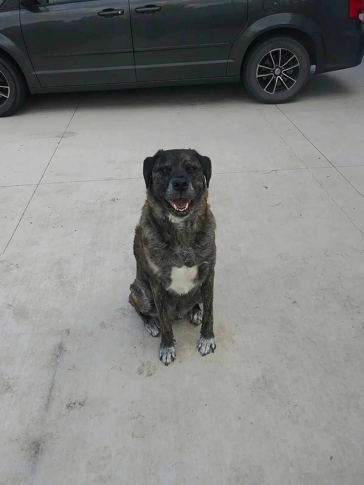 Oscar joined the competition — help win amazing prizes! dog, brindle, pet, sitting, concrete, driveway, car, vehicle, outdoor, animal, canine, happy, smiling, fur, paws, tail, ears, muzzle, white_patch, background