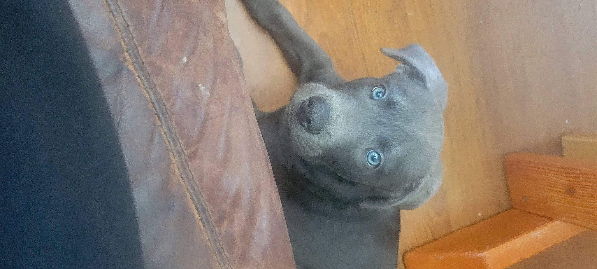 Pickle Rick joined the competition — help win amazing prizes! adventure, art, carnivore, companion_dog, dog, dog_breed, electric_blue, fawn, felidae, grey, non_sporting_group, russian_blue, sculpture, snout, sporting_group, toy_dog, whiskers, wood, working_animal