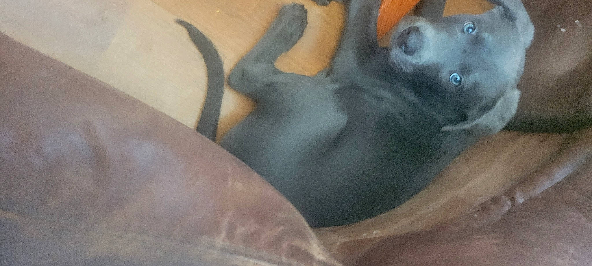 Pickle Rick joined the competition — help win amazing prizes! chest, flesh, foot, grey, human_leg, leisure, personal_protective_equipment, recreation, rock, sitting, thigh, trunk