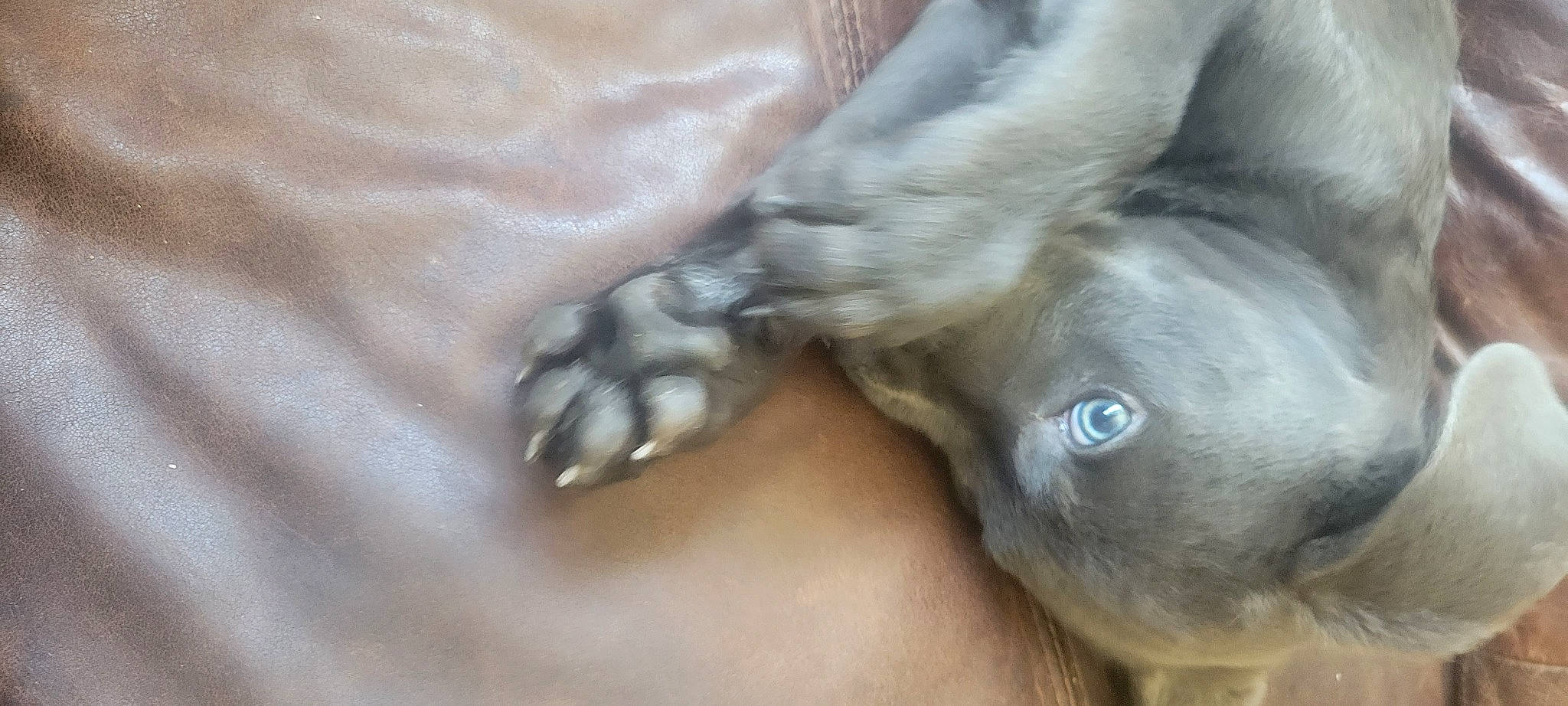 Pickle Rick joined the competition — help win amazing prizes! canidae, carnivore, claw, dog_breed, fawn, foot, fur, gesture, liver, livestock, pack_animal, paw, snout, sporting_group, tail, terrestrial_animal, whiskers, wing, working_animal, wrinkle