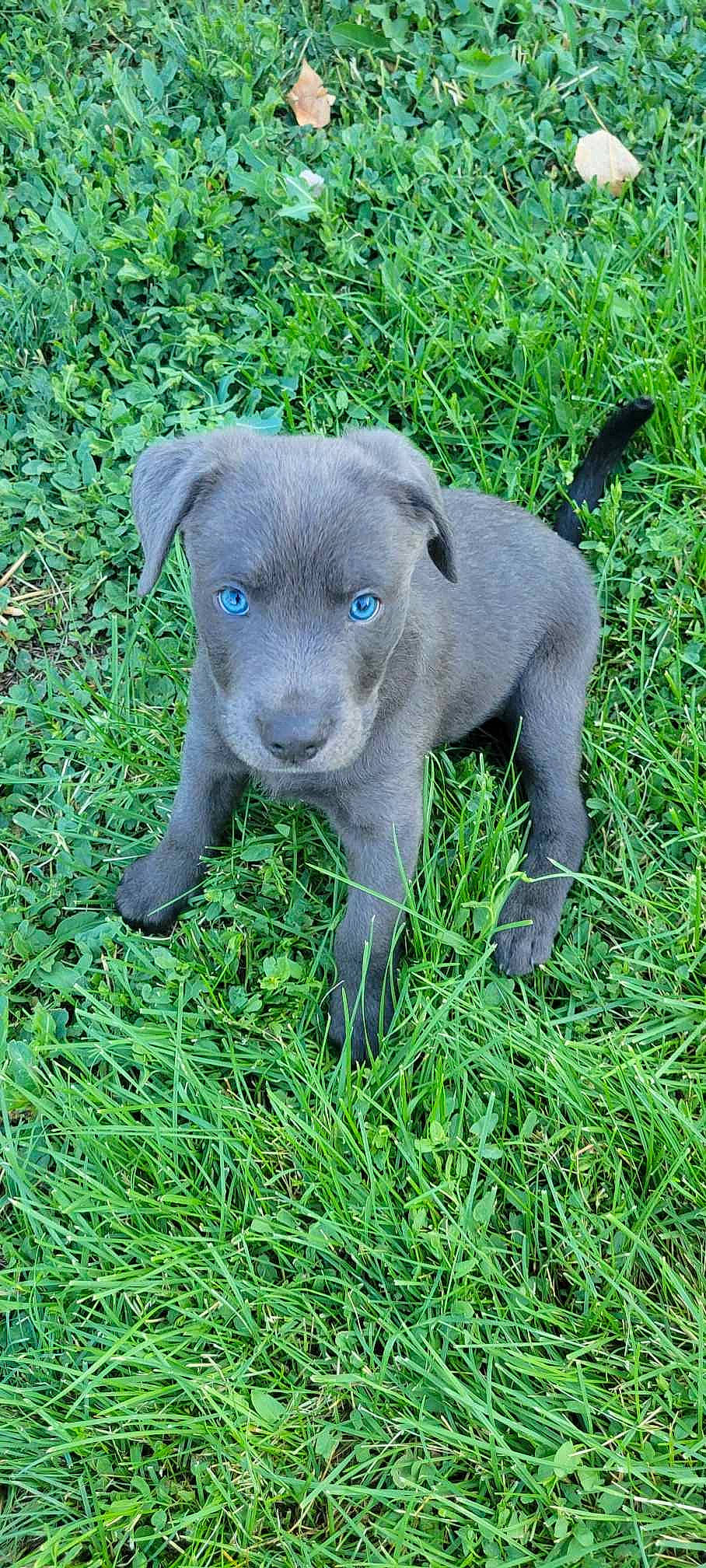 Pickle Rick is registered to the contest to win money with this photo: art, canidae, carnivore, dog_breed, electric_blue, grass, grass_family, grassland, groundcover, herb, pasture, plant, terrestrial_animal, whiskers, working_animal