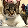 animal, bed, bell, blue, cat, close_up, collar, cute, ears, feline, fur, indoor, pet, pig, plush_toy, relaxed, resting, stuffed_animal, tabby, whiskers
