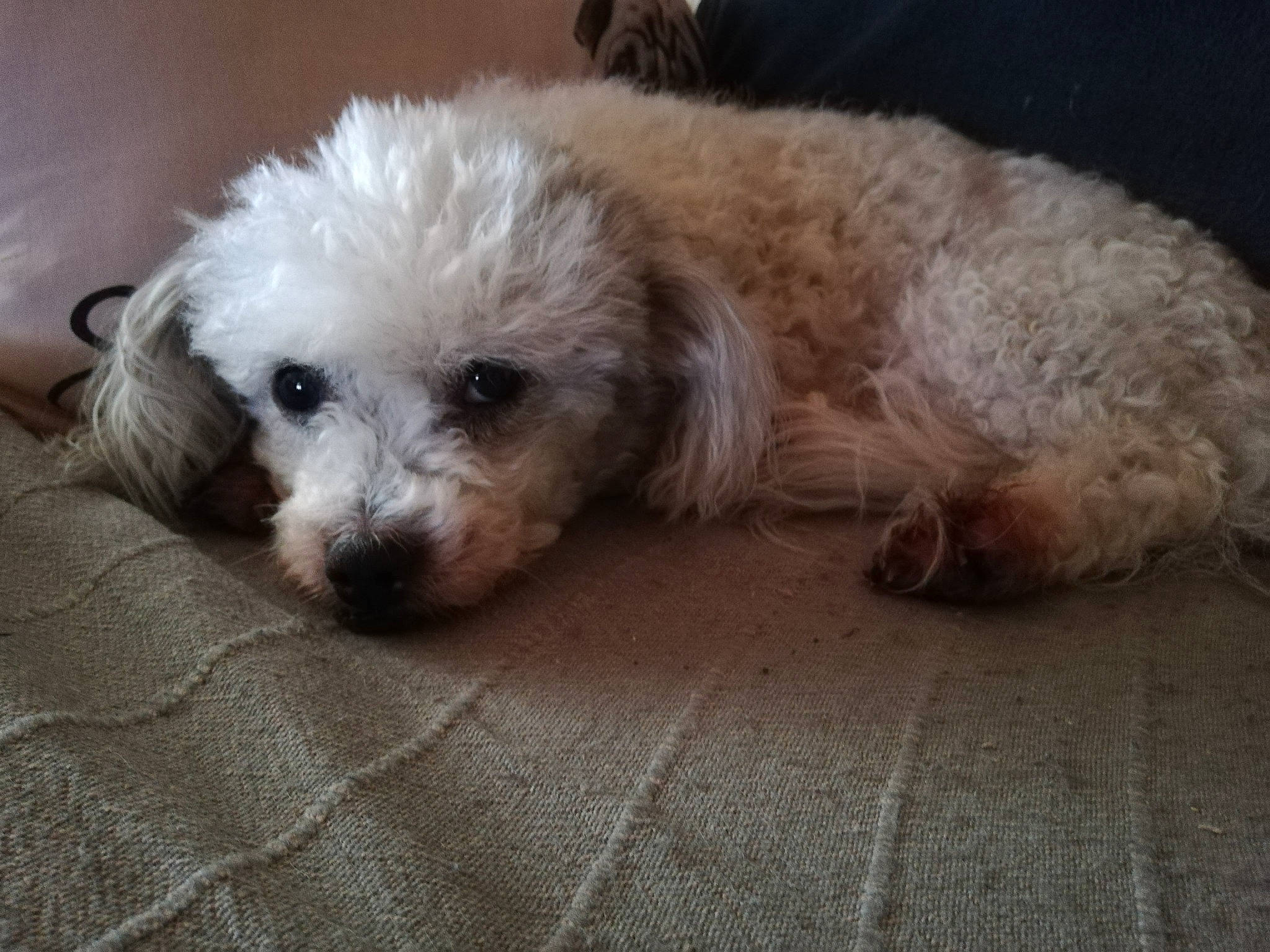 Pitchoune a rejoint le concours — aidez-le/la à gagner de superbes lots ! canidae, carnivore, cockapoo, companion_dog, dog, dog_breed, dog_supply, fawn, fur, labradoodle, maltepoo, poodle_crossbreed, puppy_love, shih_poo, small_terrier, snout, sporting_group, terrier, toy_dog, working_animal