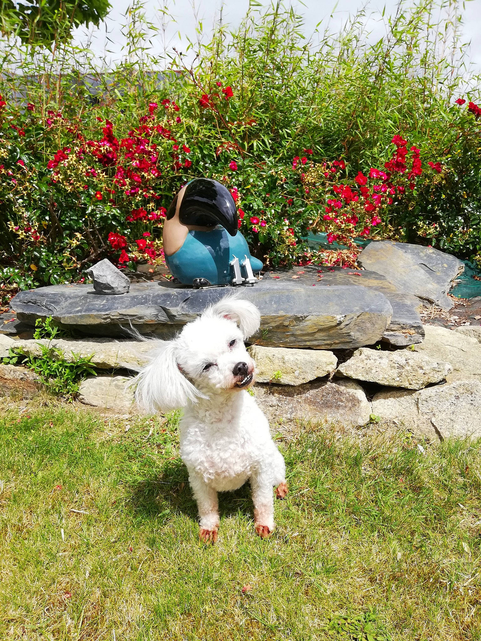 Pitchoune participe au concours pour gagner de l'argent avec cette photo : botany, carnivore, companion_dog, dog, dog_breed, fawn, flower, grass, grass_family, groundcover, hat, lawn, lawn_ornament, plant, shrub, stuffed_toy, sunglasses, tail, toy, tree