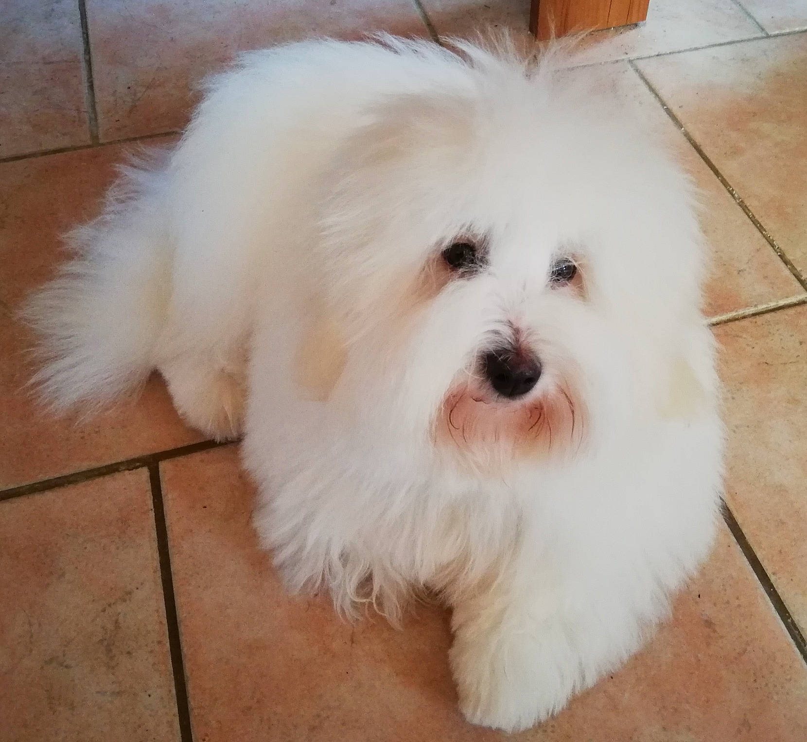 Toscane a rejoint le concours — aidez-le/la à gagner de superbes lots ! canidae, carnivore, companion_dog, dog, dog_breed, eye, flooring, fur, hardwood, mal_shi, maltepoo, non_sporting_group, shih_poo, small_terrier, snout, sporting_group, tile_flooring, toy_dog, working_animal