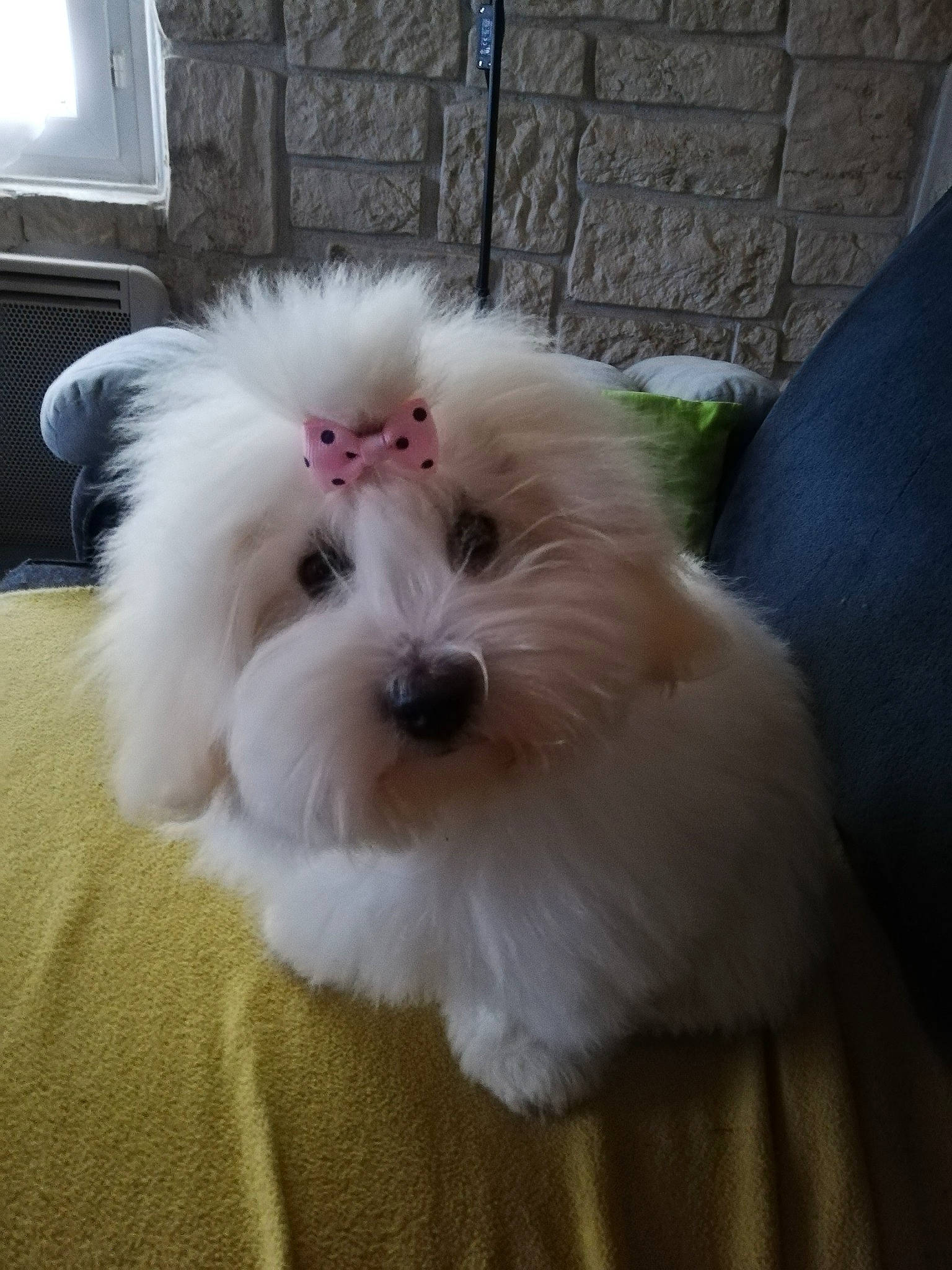 Toscane participe au concours pour gagner de l'argent avec cette photo : canidae, carnivore, companion_dog, dog, dog_breed, fur, home_appliance, mal_shi, maltepoo, non_sporting_group, small_terrier, sporting_group, television, toy_dog, working_animal