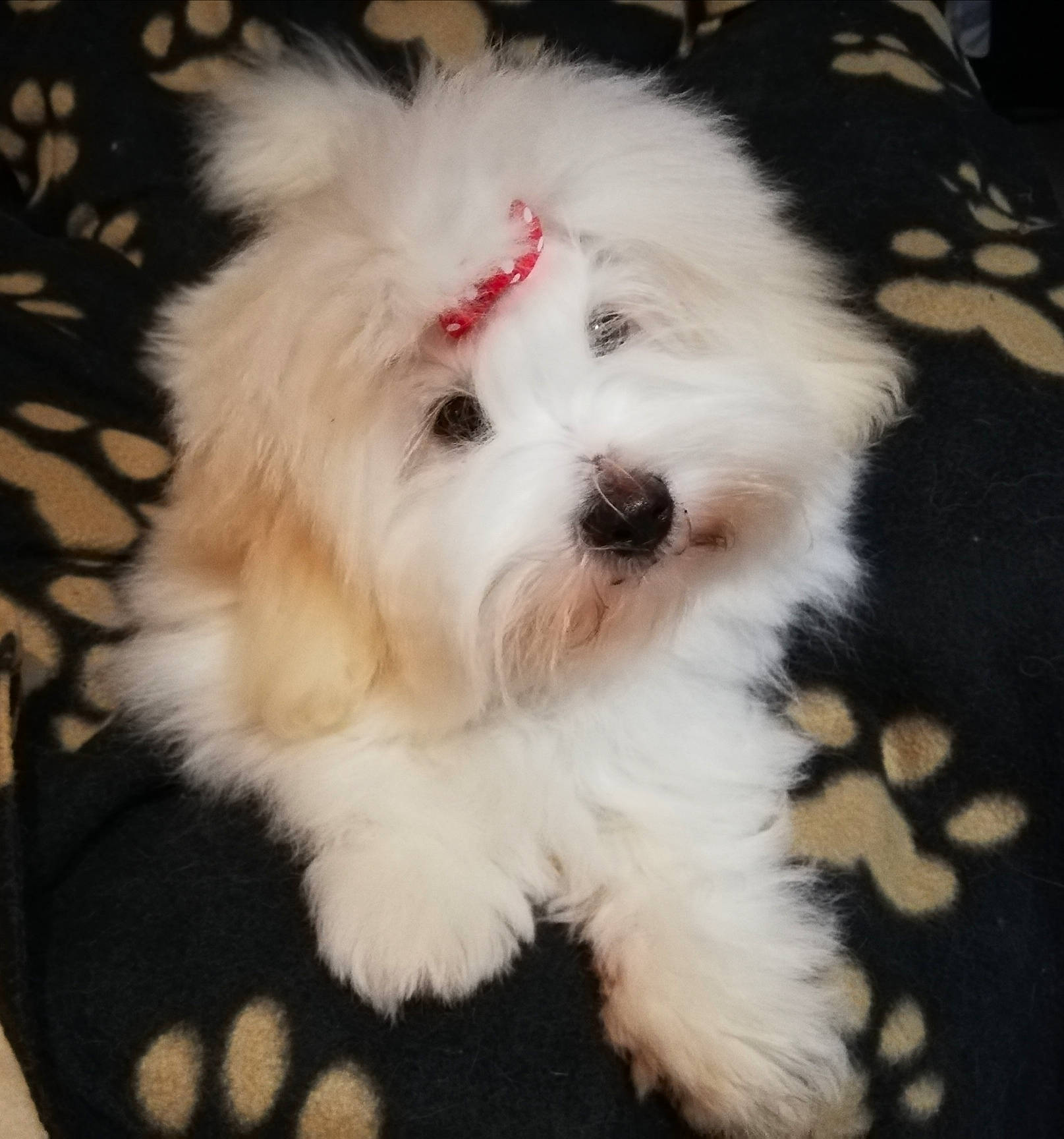 Toscane participe au concours pour gagner de l'argent avec cette photo : canidae, carnivore, companion_dog, dog, dog_breed, fur, maltepoo, non_sporting_group, plant, puppy, shih_poo, small_terrier, snout, sporting_group, terrier, toy_dog, water_dog, working_animal, yorkipoo