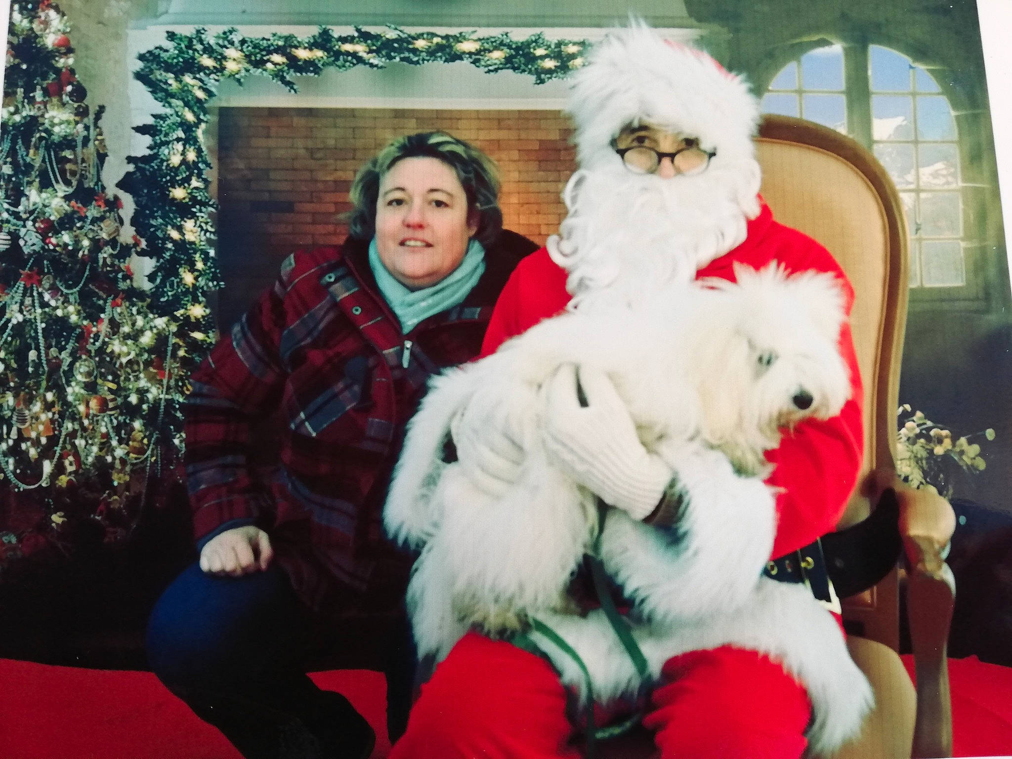 Toscane a rejoint le concours — aidez-le/la à gagner de superbes lots ! canidae, carnivore, christmas, christmas_eve, christmas_tree, companion_dog, dog, dog_breed, event, fun, fur, happy, holiday, lap, mammal, santa_claus, sitting, smile, sporting_group, white