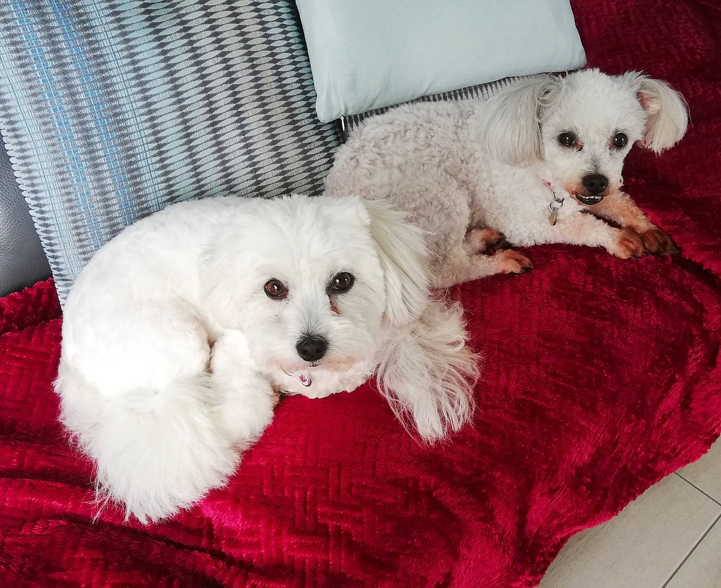 Maybe participe au concours pour gagner de l'argent avec cette photo : canidae, carnivore, companion_dog, dog, dog_breed, dog_supply, fur, labradoodle, mal_shi, maltepoo, pattern, puppy_love, shih_poo, small_terrier, snout, sporting_group, terrier, toy_dog, white, working_animal