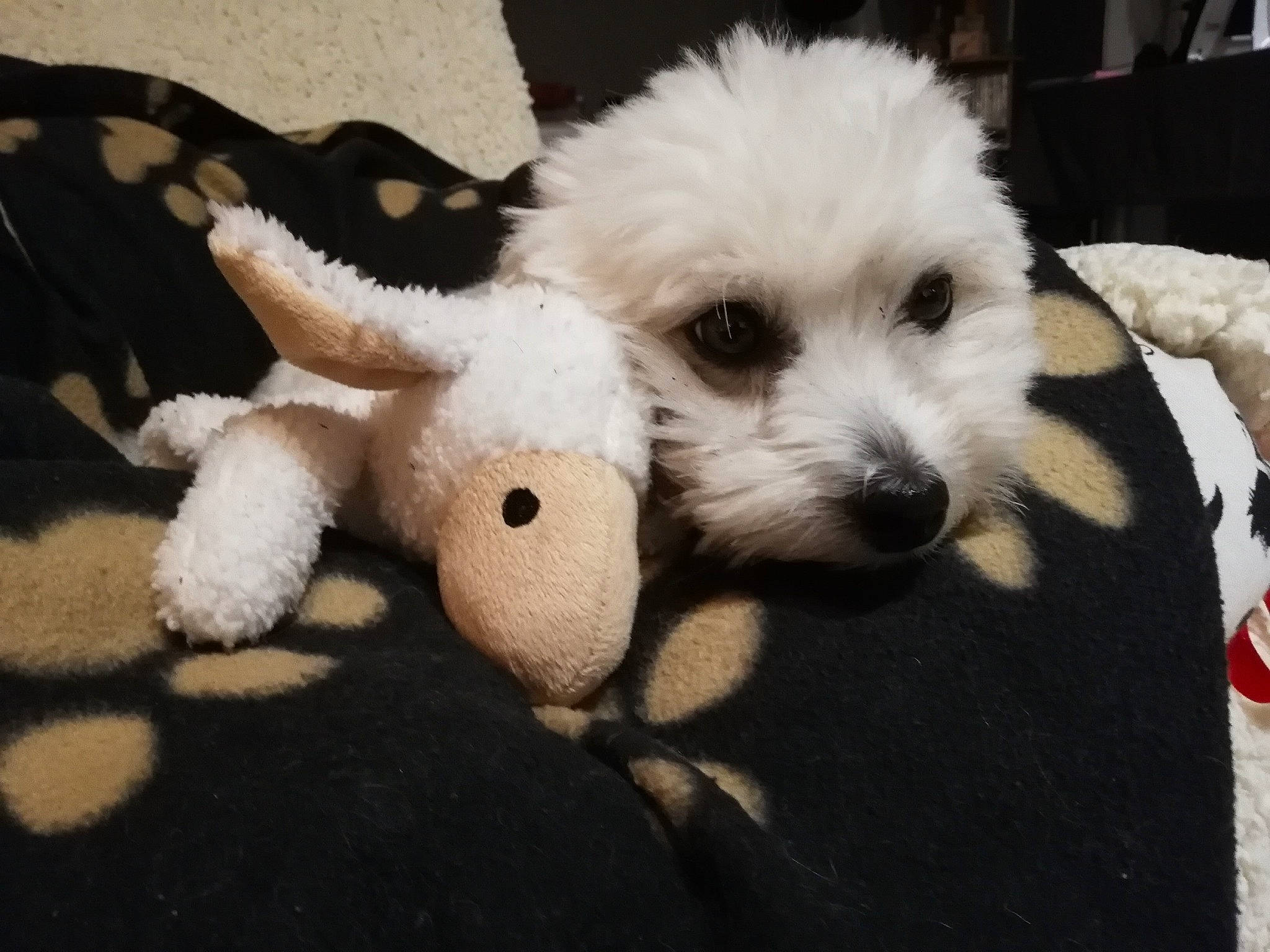 Maybe a rejoint le concours — aidez-le/la à gagner de superbes lots ! canidae, carnivore, companion_dog, dog, dog_breed, dog_clothes, dog_supply, fur, non_sporting_group, paw, puppy, puppy_love, small_terrier, snout, sporting_group, tail, terrier, toy, toy_dog, working_animal