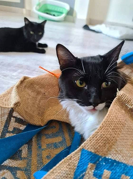 Sylvestre a rejoint le concours — aidez-le/la à gagner de superbes lots ! black_cat, blue, carnivore, cat, claw, comfort, domestic_short_haired_cat, felidae, flooring, fur, grey, linens, mammal, pet_supply, sitting, small_to_medium_sized_cats, snout, tail, vertebrate, whiskers