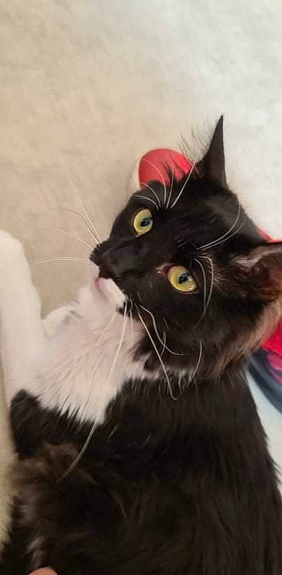 Sylvestre a rejoint le concours — aidez-le/la à gagner de superbes lots ! black_cat, box, carnivore, cat, domestic_short_haired_cat, ear, felidae, fur, small_to_medium_sized_cats, snout, tail, whiskers